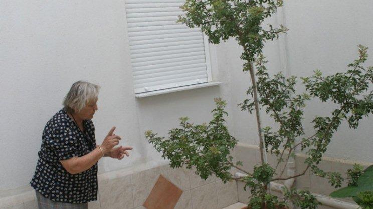 Καλλιεργεί μαστιχόδεντρο στην αυλή της, στην Γιάννουλη Λάρισας